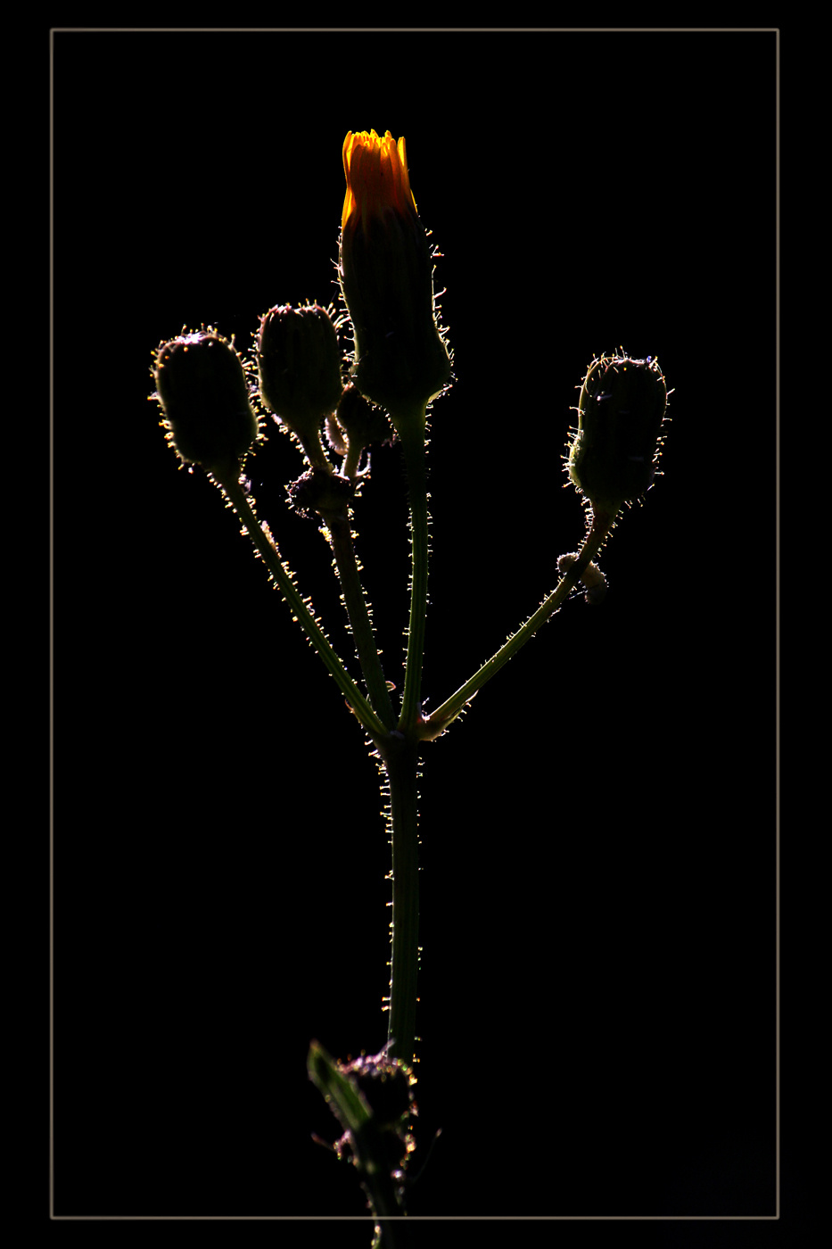 Sziluett - Virág