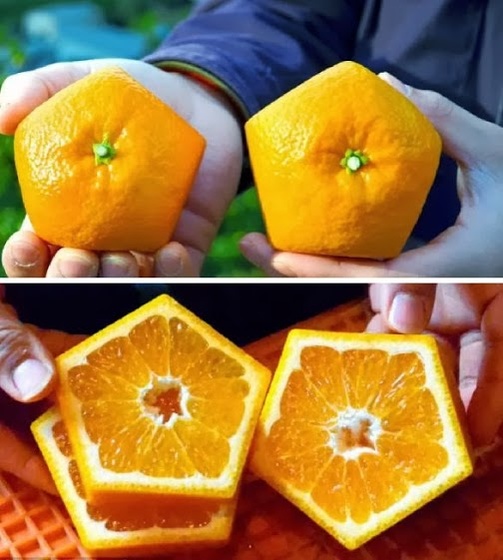 pentagon oranges