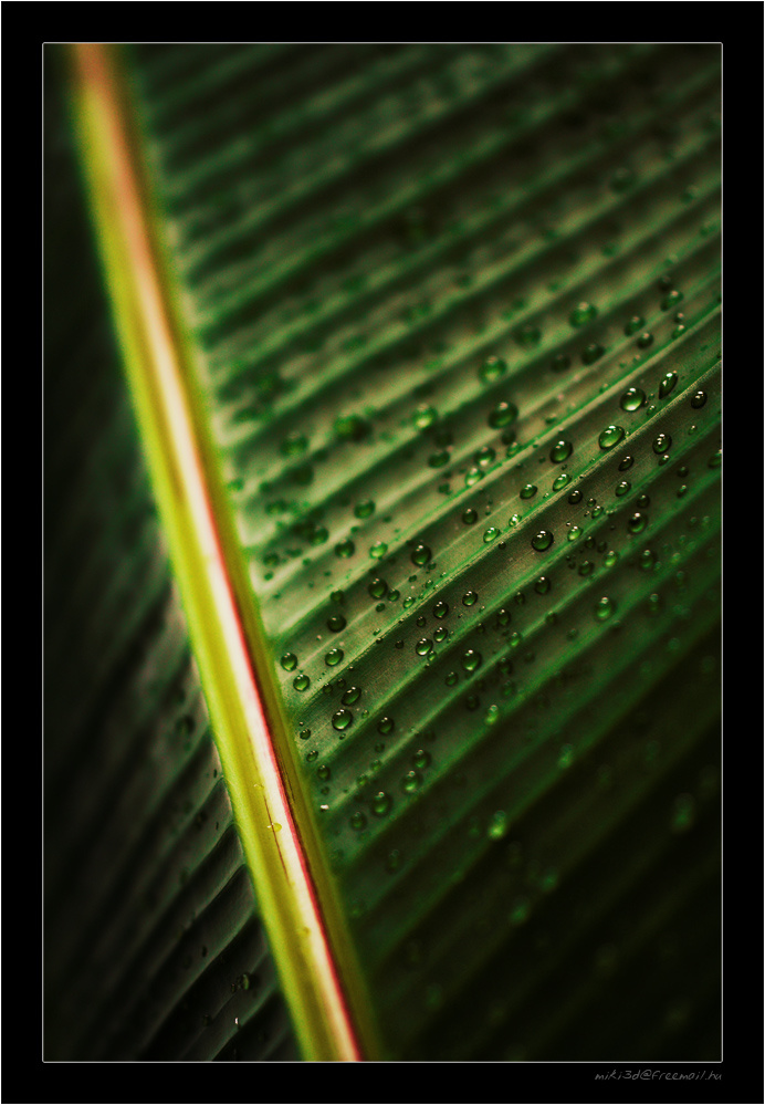 Drops On Leaves