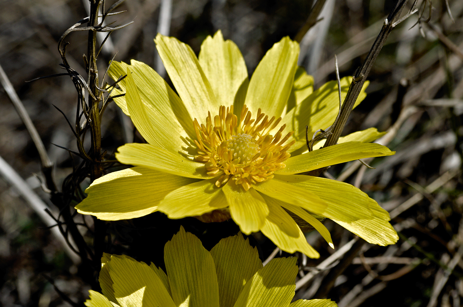 Kis sárga virág (1)
