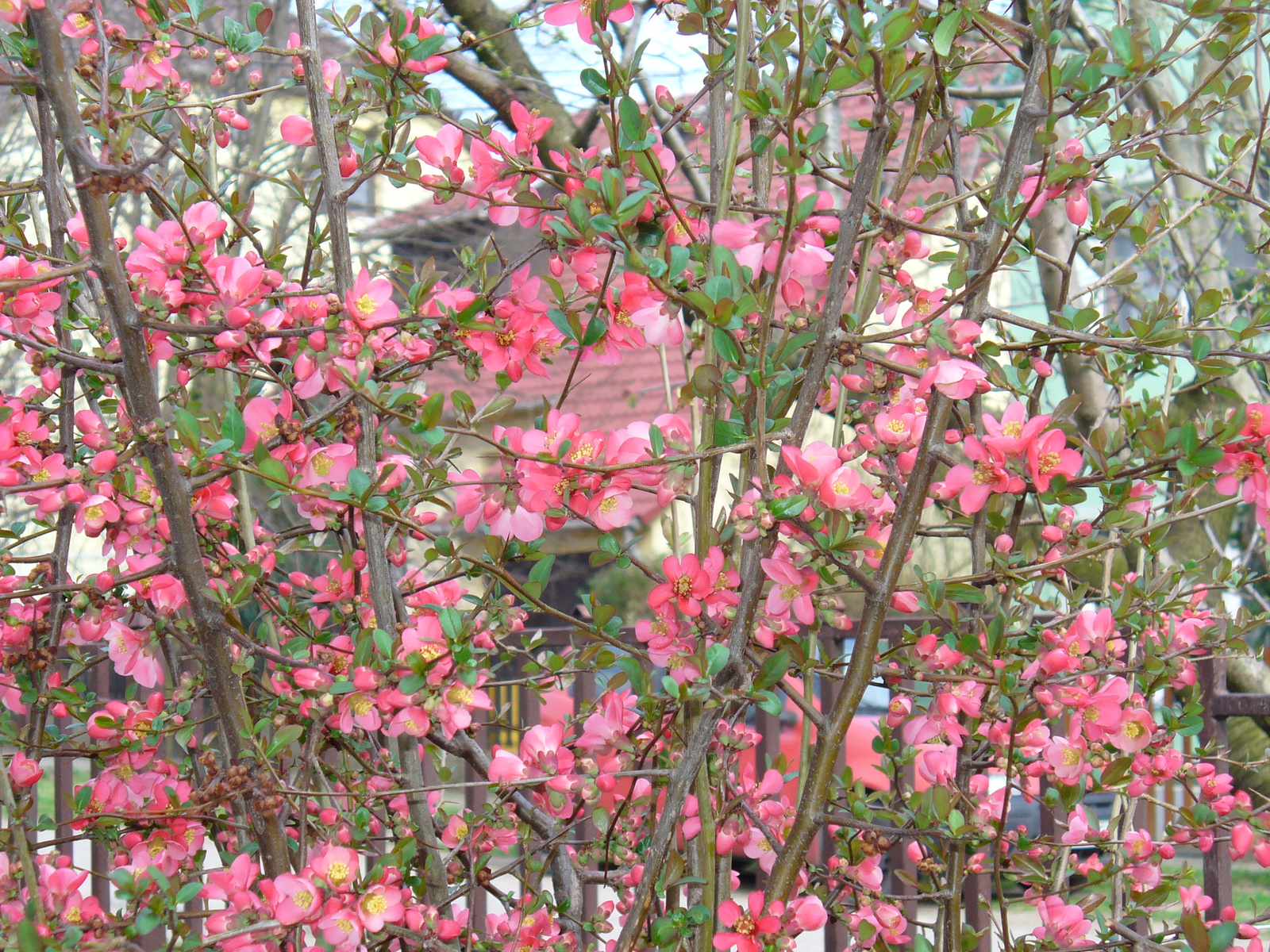 Japán birs