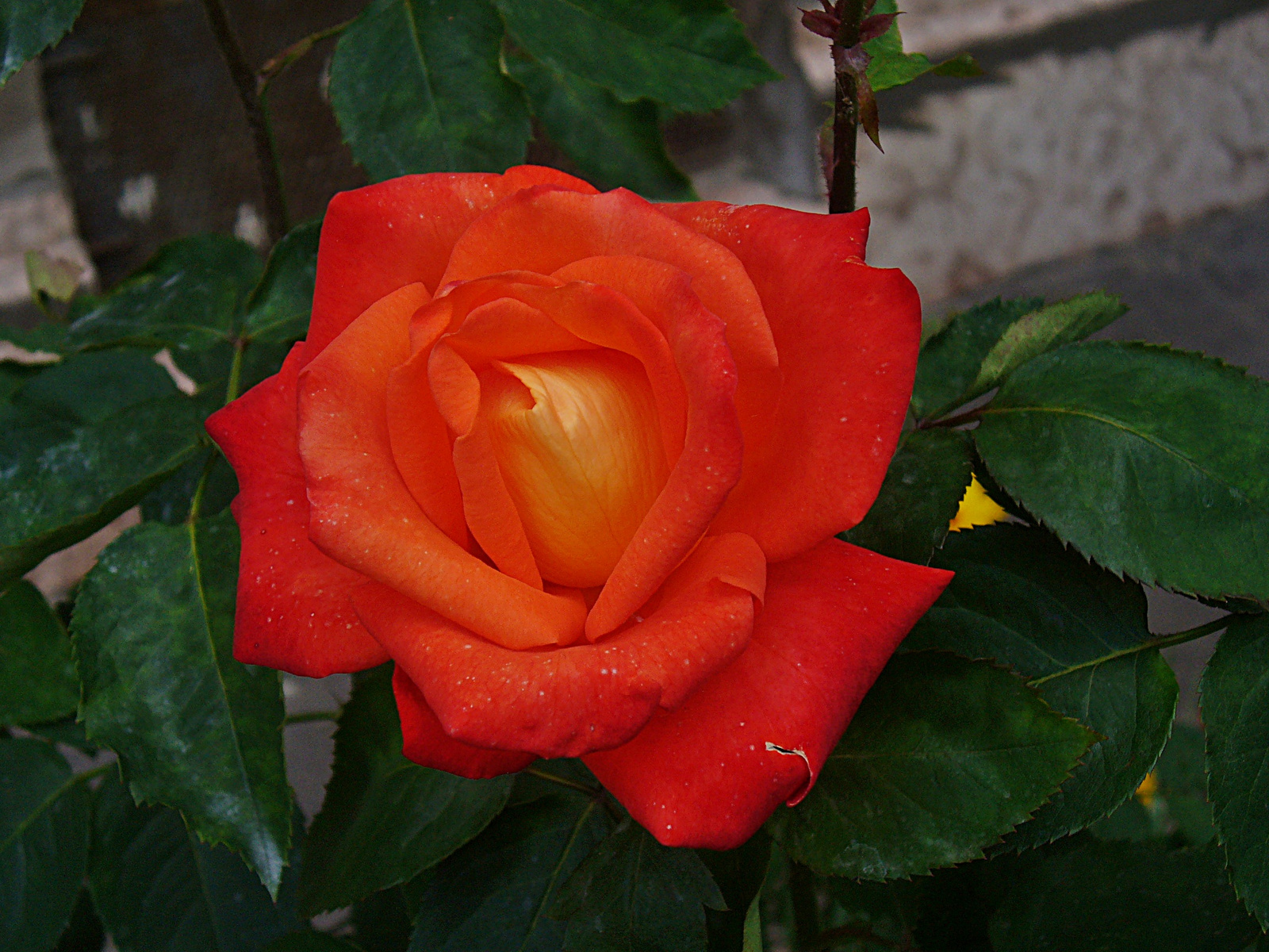 Rózsa2
