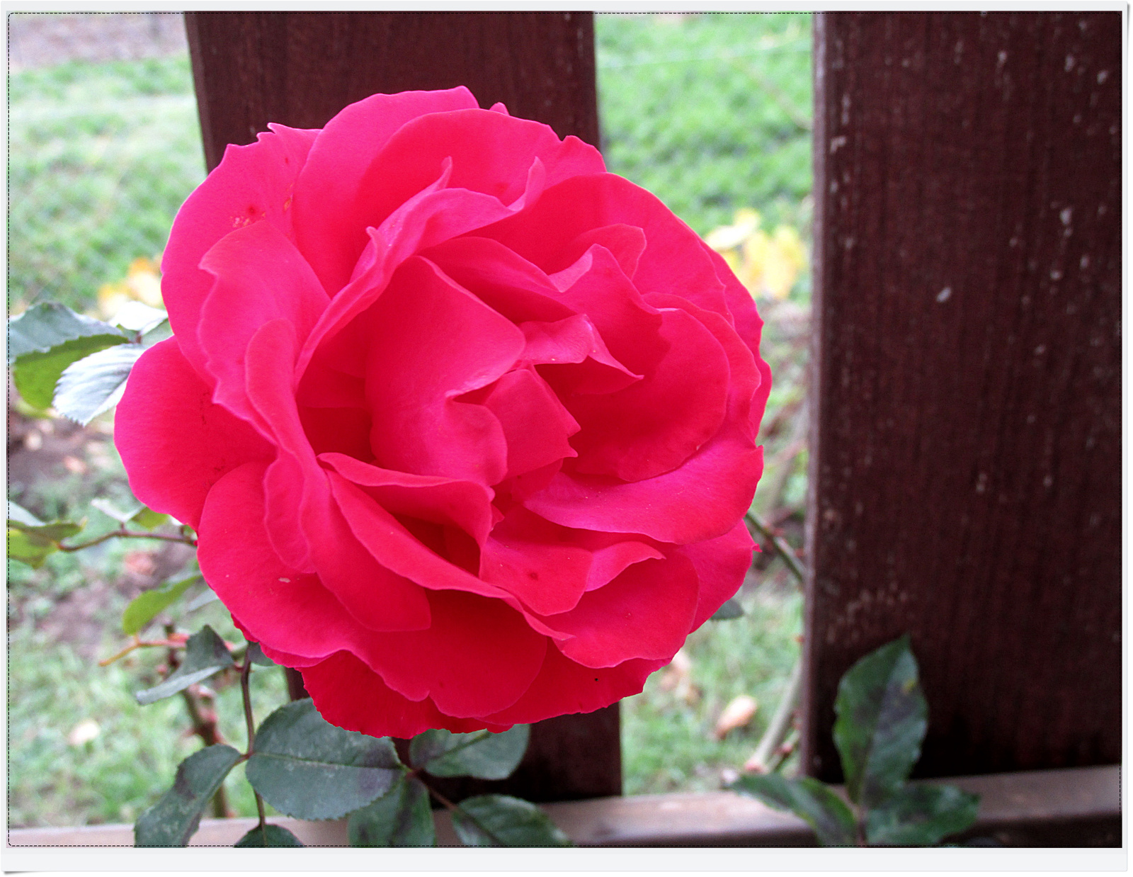 Az utolsó rózsa a kertben