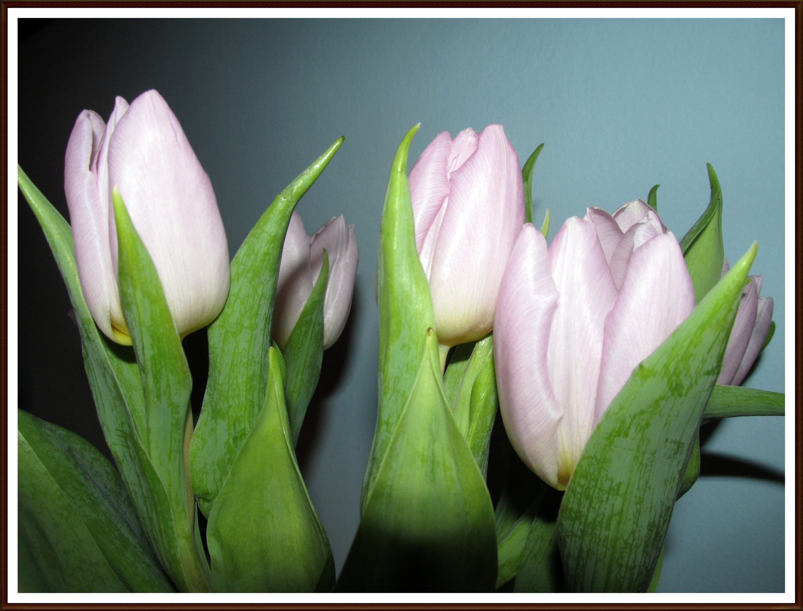 Februári tulipánok