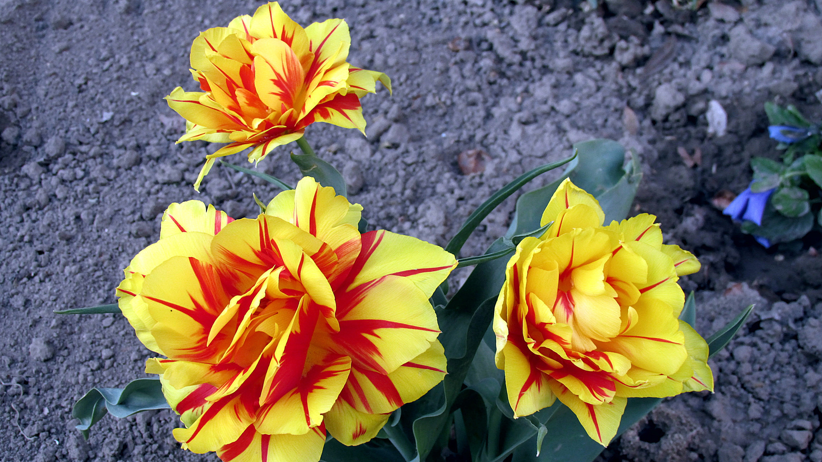 Cirmos tulipán