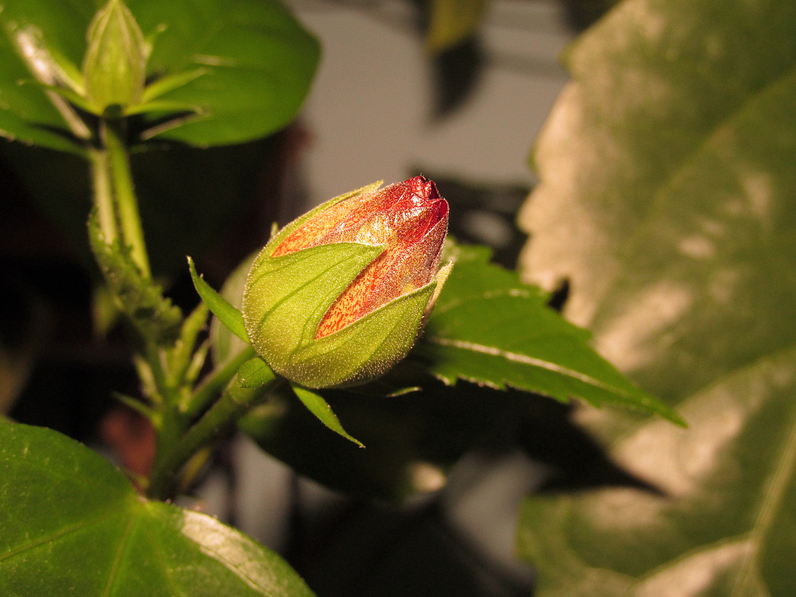 Bimbós hibiszkusz