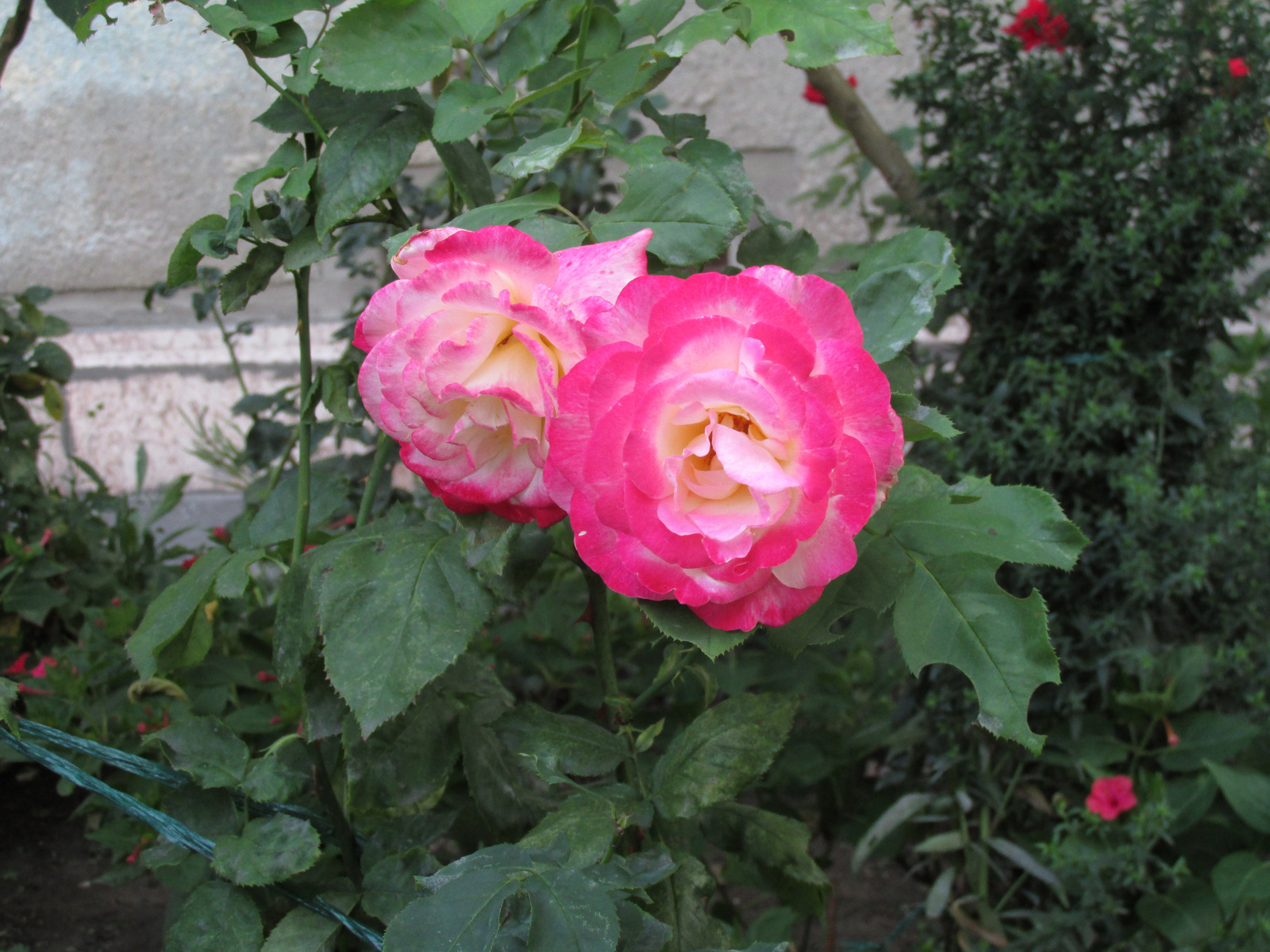 Két rózsa a kertből