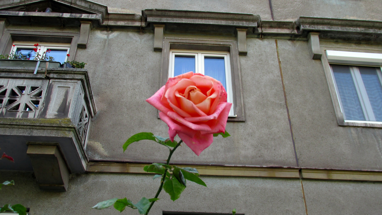 Egy szép rózsaszál