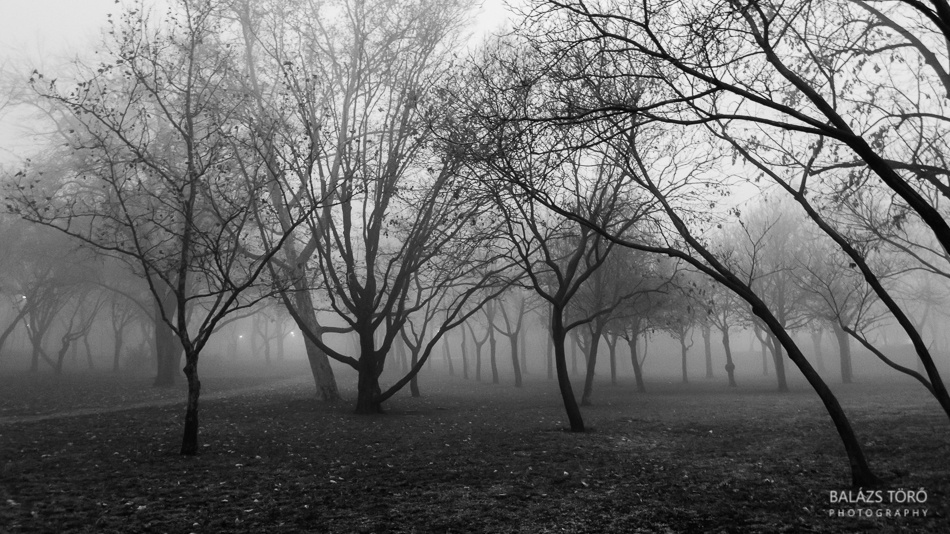 Ködös park